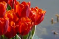 Cultivation of tulips in water